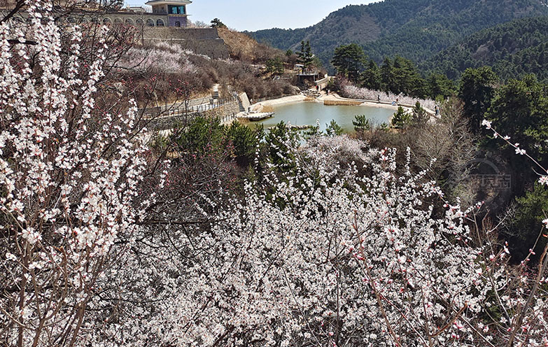 桃花溝里桃花開(kāi)