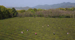 望一座詩意之山 擷一片致富“金葉”