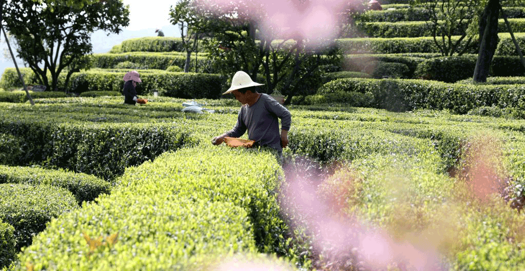 福建福鼎：白茶開(kāi)采忙