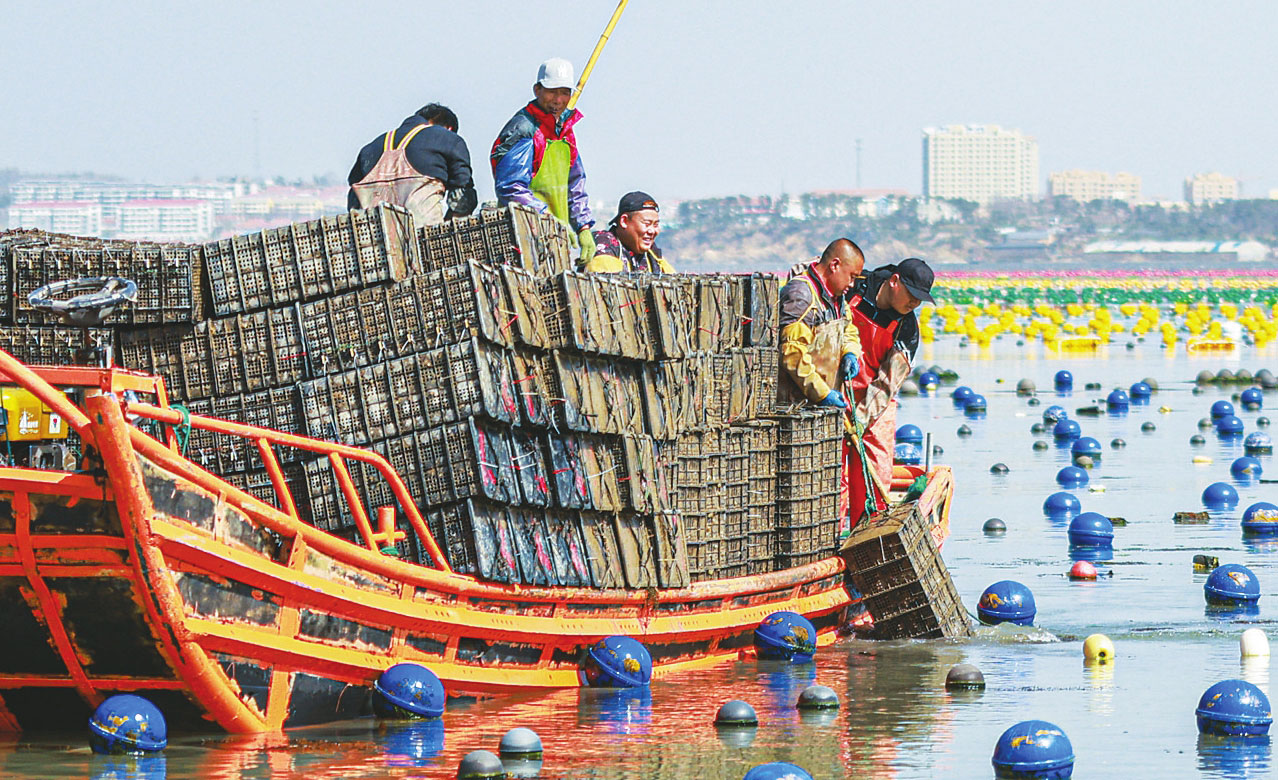 鮑魚養(yǎng)殖轉(zhuǎn)場忙