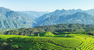 茶山如海連天際