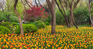 迎澤公園郁金香花開(kāi)正艷