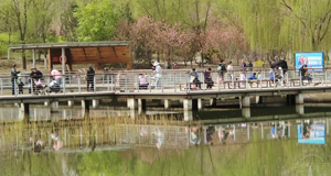 花開滿園 清香四溢