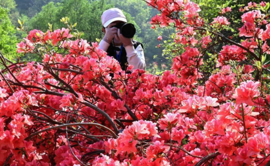 花開引客來(lái)