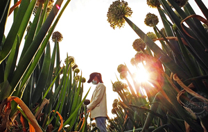 “小滿(mǎn)”時(shí)節(jié) 田園變身致富“花”園 