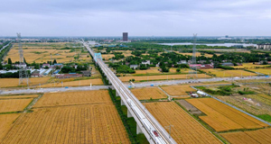 三夏時節(jié) 麥田流金