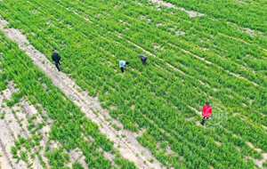 田間地頭藥農(nóng)忙