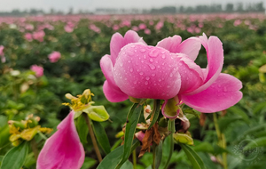 百畝芍藥花盛放 馨香怡人迎客來