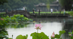 西湖荷花盛開