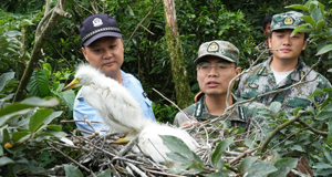 海島護鳥隊：守護自然的“精靈”