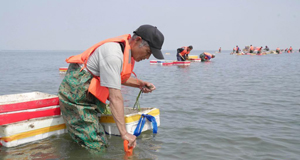 河北唐山：“海底沙漠”現(xiàn)“綠洲”