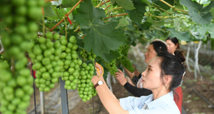 活力如東 打造青年就業(yè)創(chuàng)業(yè)樂(lè)土