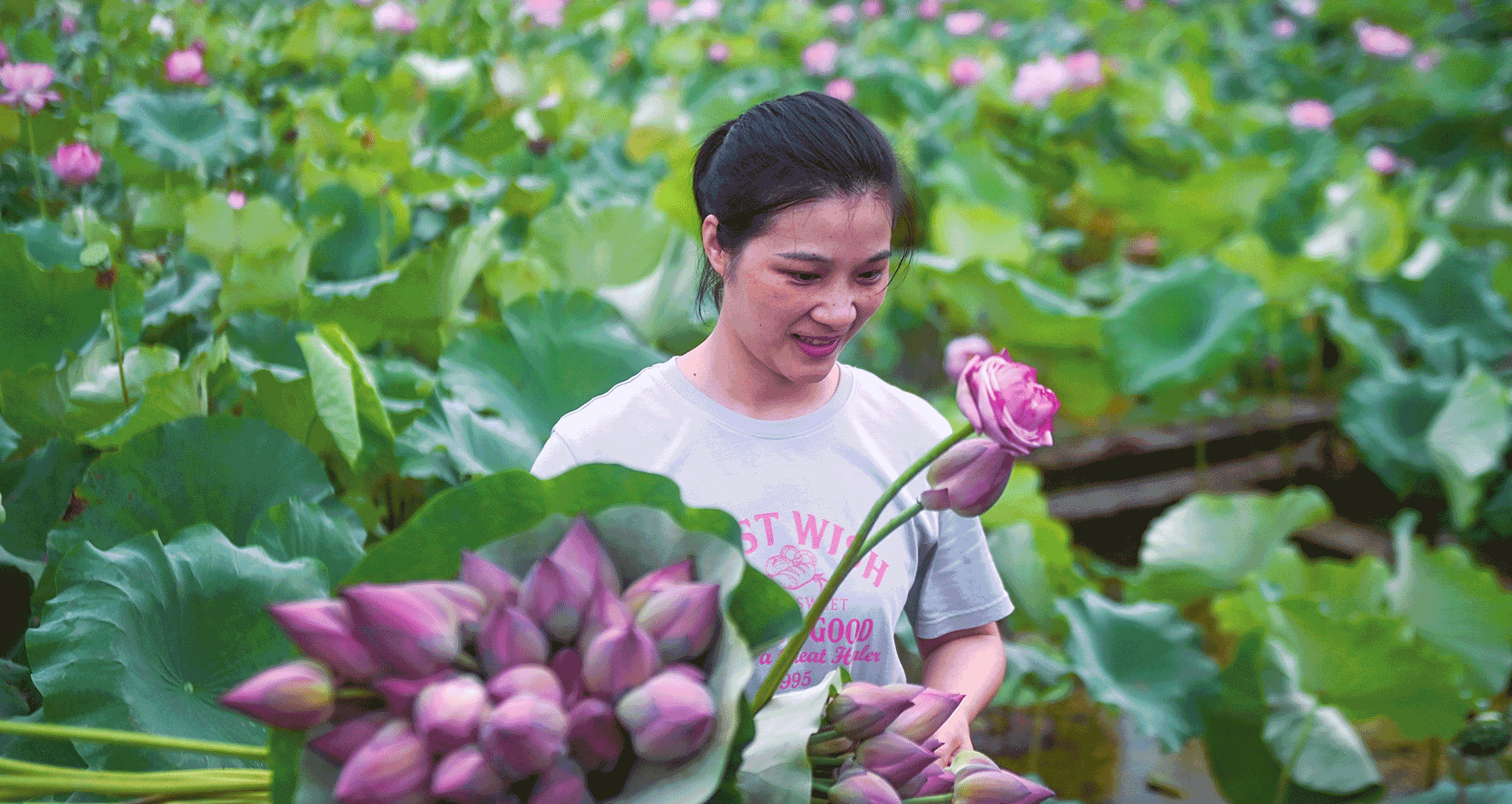 浙江數(shù)千畝荷花塘迎來盛花期