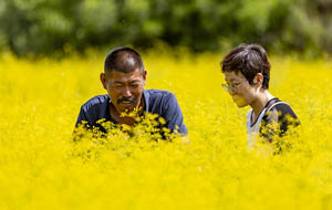 山西平陸：中藥材長勢喜人