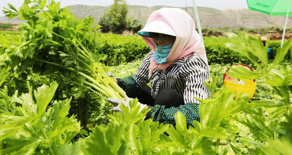 甘肅定西高原夏菜進(jìn)入采收旺季