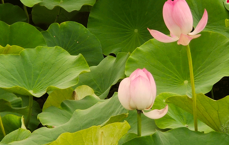 北大寺荷花盛開(kāi)