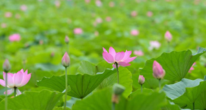 荷花盛開(kāi)引游人