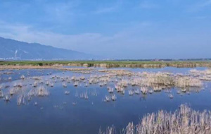 永濟：生態(tài)伍姓湖 夏日好風光