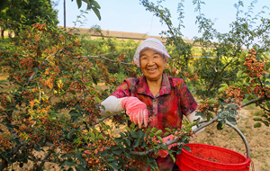 山西夏縣：花椒熟了采摘忙