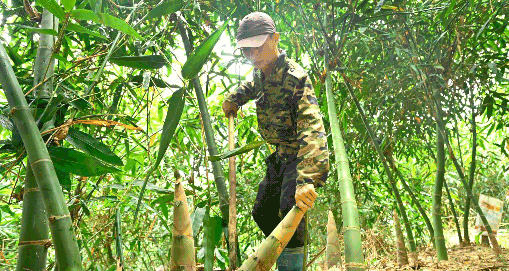 廣西柳城：萬畝竹林竹筍豐收