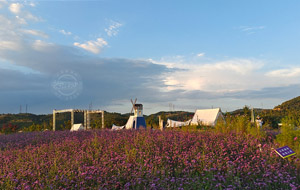 薰衣草莊園 紫色“花?！庇蛠?lái)