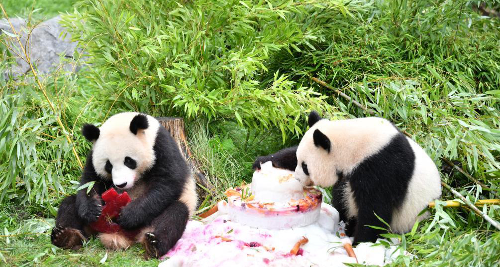 在德國(guó)出生大熊貓雙胞胎迎來(lái)4歲生日