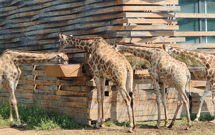 太原：暑期結束 動物園熱度不減 