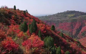 夏縣:漫山紅葉醉深秋 層林盡染美如畫