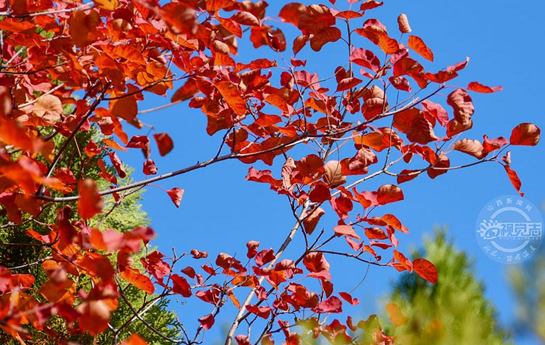 石膏山紅葉正當(dāng)時