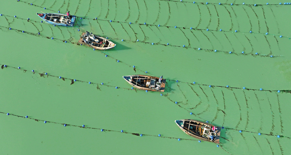 海帶“播種”忙