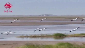 【微視頻】黃河濕地永濟(jì)段，鳥類翔集美如畫