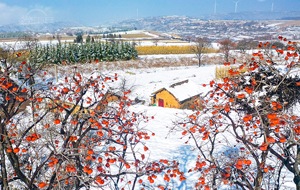 冰天雪地 紅燈滿(mǎn)枝