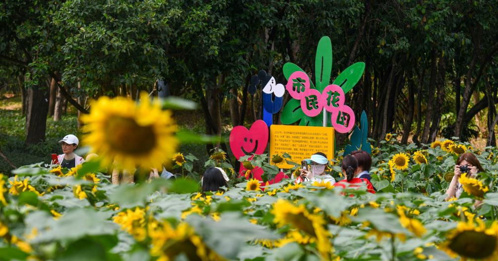 深圳：花開(kāi)春意暖