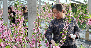 生態(tài)桃花朵朵開