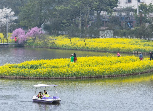 重慶：暖風(fēng)微拂 花開大地