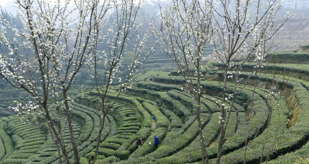 三峽庫(kù)區(qū)早春茶開采