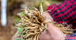 中藥材種植造福山區(qū)群眾