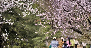 北京：踏青賞花度周末