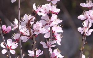 長(zhǎng)治千畝山桃花開