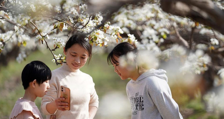 河北威縣：梨花開(kāi) 游客來(lái)