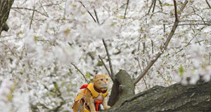 紐約中央公園櫻花盛開