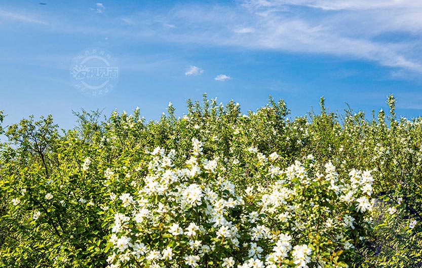 又到白鵲梅花開(kāi)時(shí)