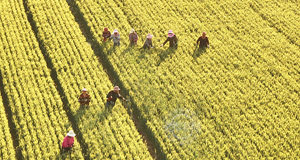 冬小麥夏管“決戰(zhàn)”夏收景如畫 