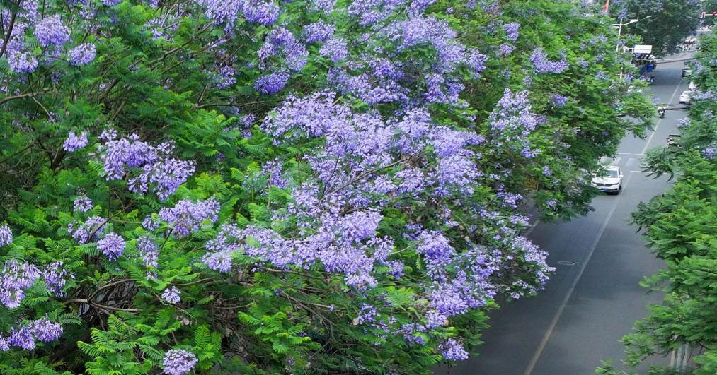 四川遂寧：藍花楹扮靚城市