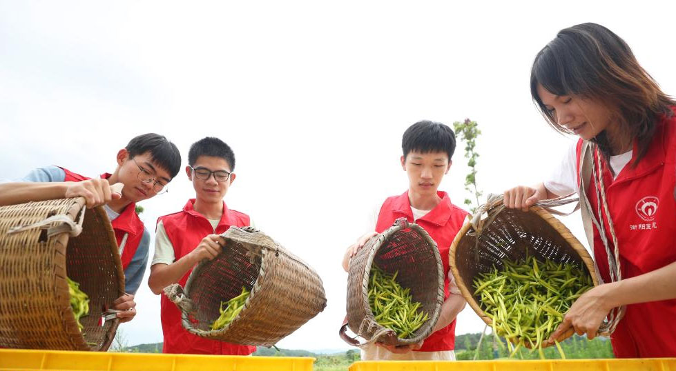 湖南衡陽：大學(xué)生暑期田間助農(nóng)忙