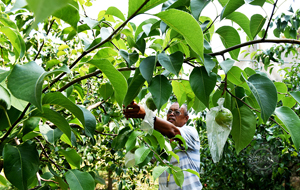 山西隰縣：強化玉露香梨夏季管理