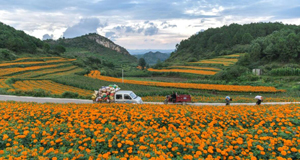 萬(wàn)壽菊開出“致富花”