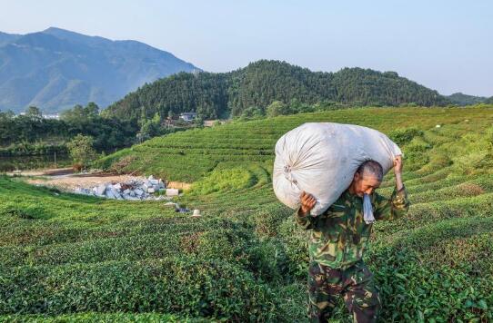 浙江建德：夏茶迎豐收