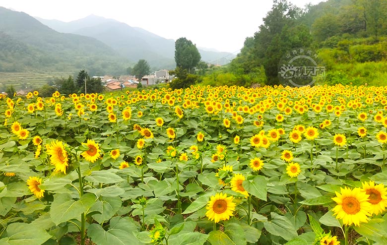 百畝油葵花競(jìng)相開