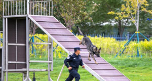 警犬大比武 演練秀技能